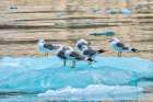 Seagulls on glacial ice-LeConte Bay-Alaska Art Print